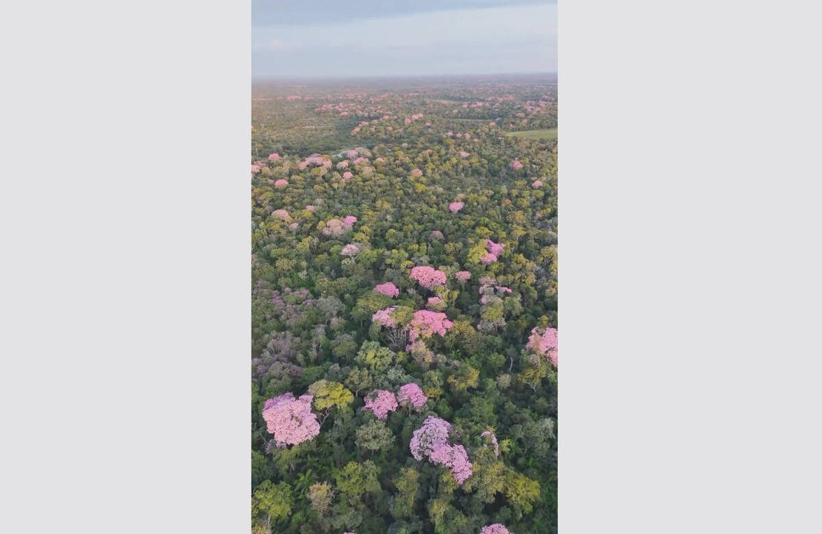 A imagem mostra uma vista aérea de uma floresta densa, onde se destacam várias árvores com flores rosas. O cenário é predominantemente verde, com a folhagem variando em tons de verde, e as flores rosas criam um contraste vibrante. O céu é claro, sugerindo um dia ensolarado.