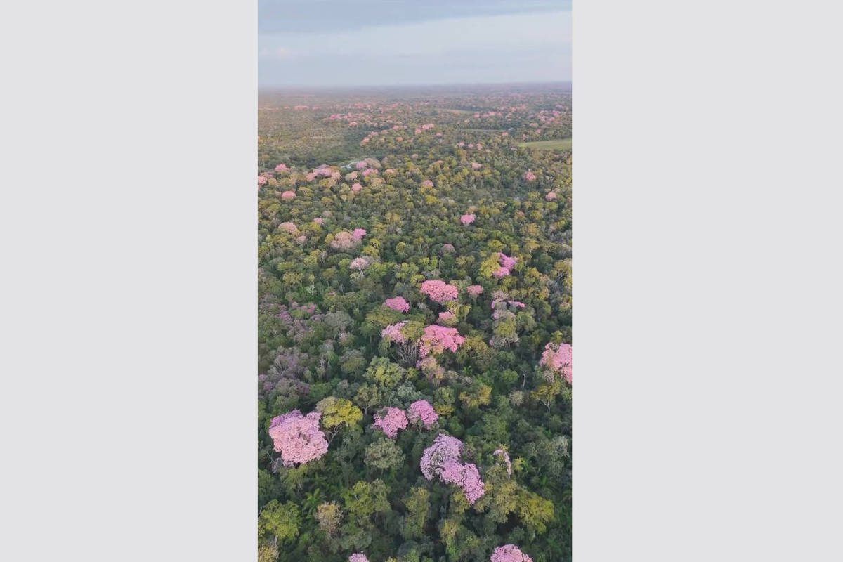 Vídeo: Pantanal se cobre de rosa com florada dos ipês – 17/07/2025 – Ambiente
