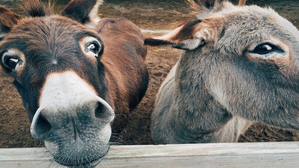 Você sabe qual é o coletivo de burros? Quase ninguém acerta